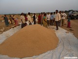 Free supply of paddy to poor village people by our Vice-Chairman
